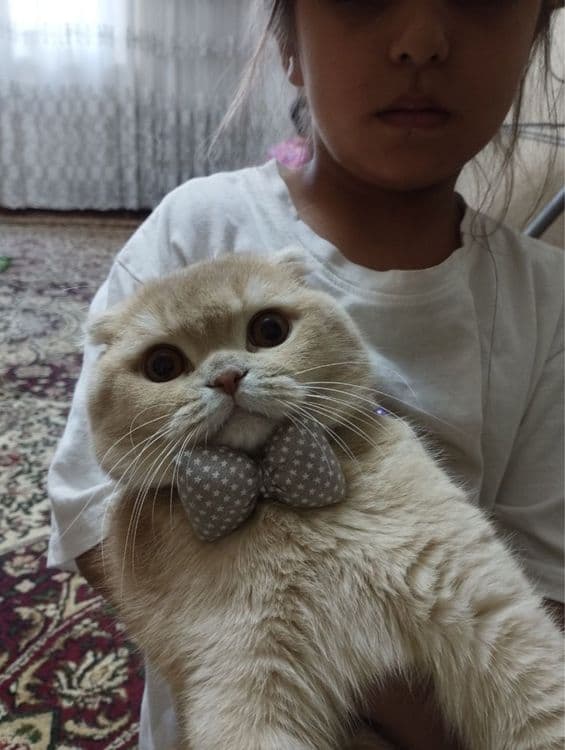 Кот Черныш для вязку. Mushuk qo'shish uchun — 1