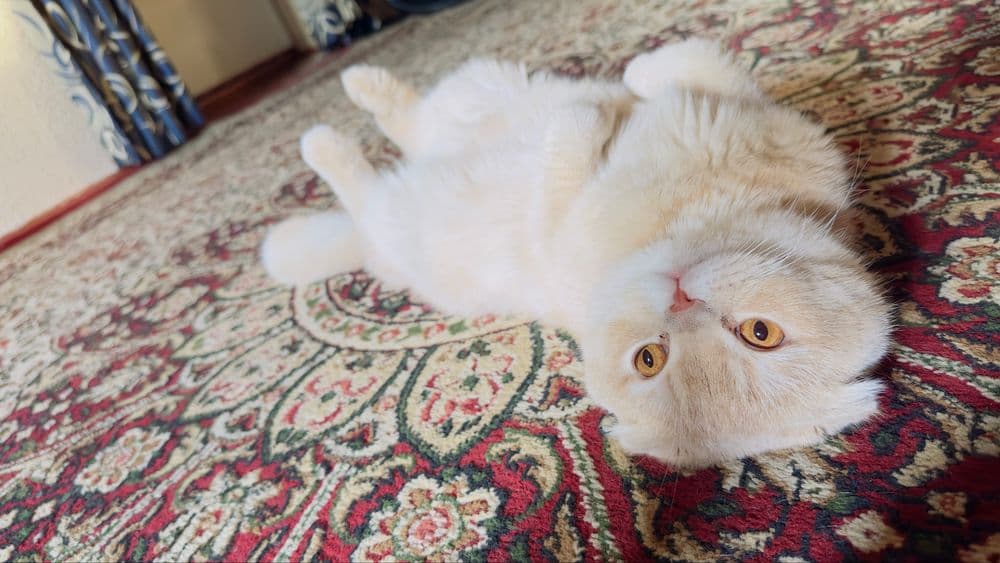 Кот Черныш для вязку. Mushuk qo'shish uchun — 2