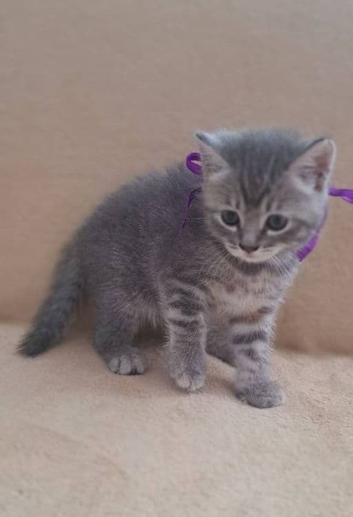 Котенок девочка породистая страйт — 2