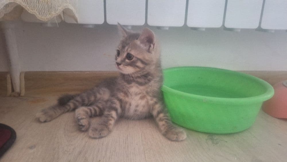 Котенок девочка породистая страйт — 3