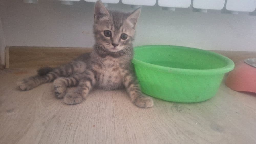 Котенок девочка породистая страйт — 4