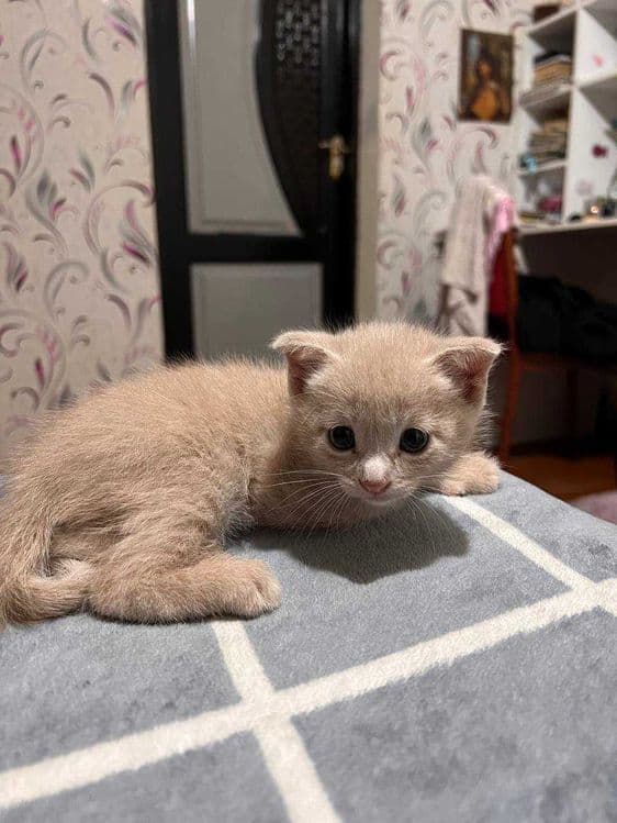 Котёнок, шатландский фолл — 1