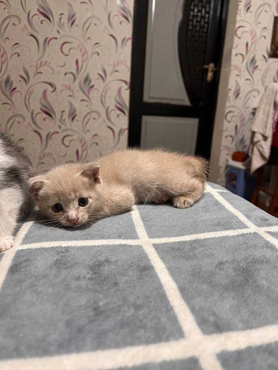 Котёнок, шатландский фолл — 2