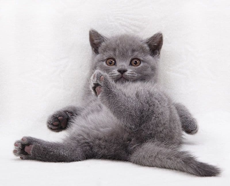 Britanskiy chiroyli mushukchalari — 2