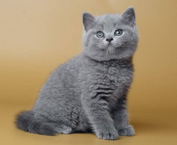 Britanskiy chiroyli mushukchalari — 7