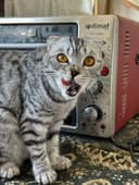 Scottish fold sotiladi