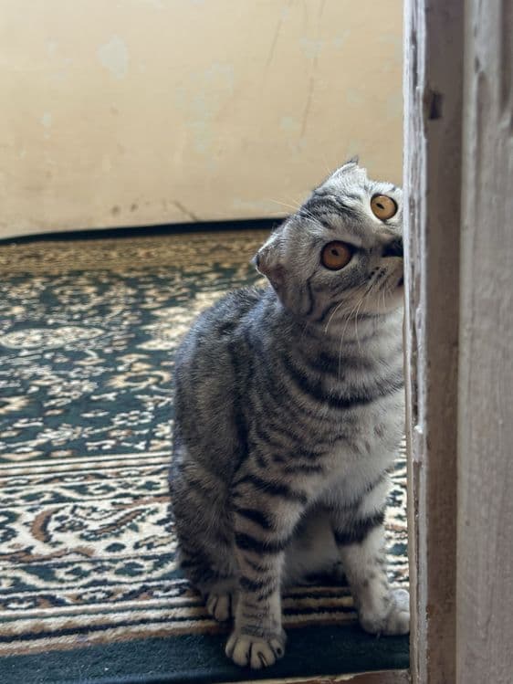 Scottish fold sotiladi — 2
