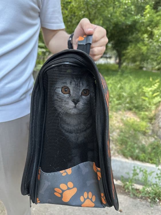 Scottish fold sotiladi — 3