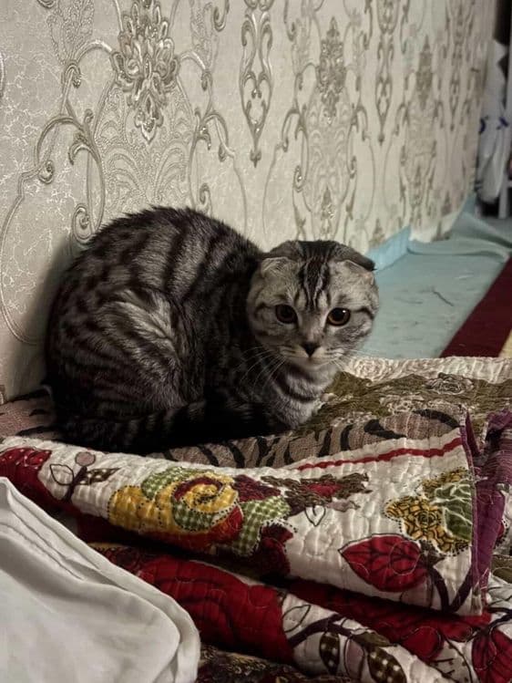 Scottish fold sotiladi — 4