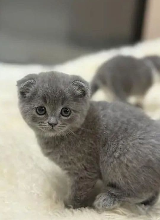 Шотландский скотш фолд 1,5 мес — 1