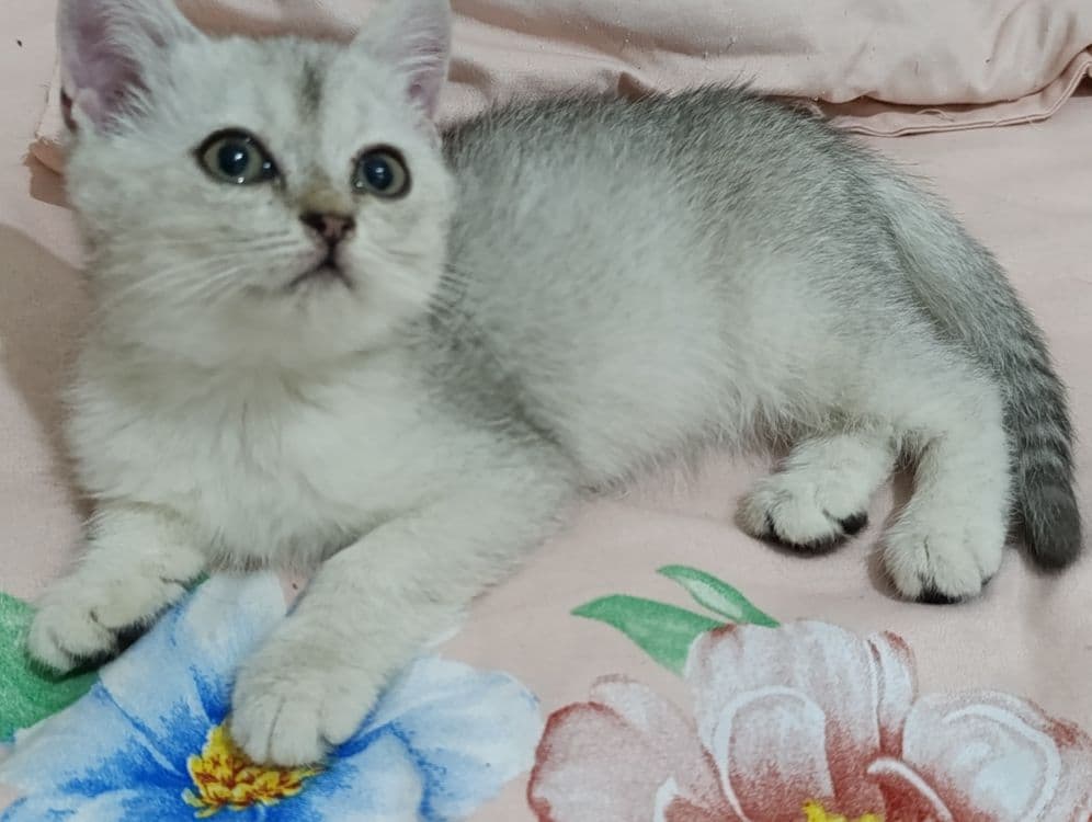 Serebrista Shinwilla — 2