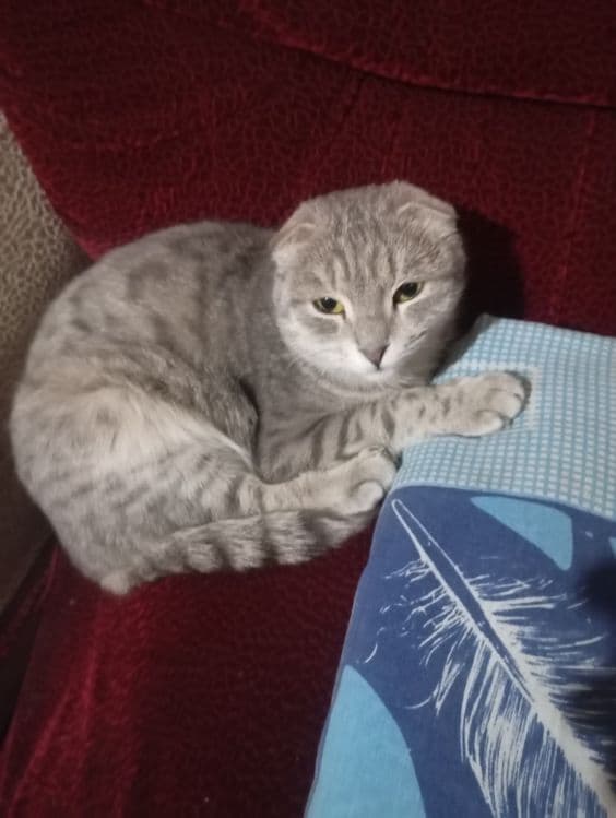 Mushuk bolasi sal kotaro srochniga sotladi — 1