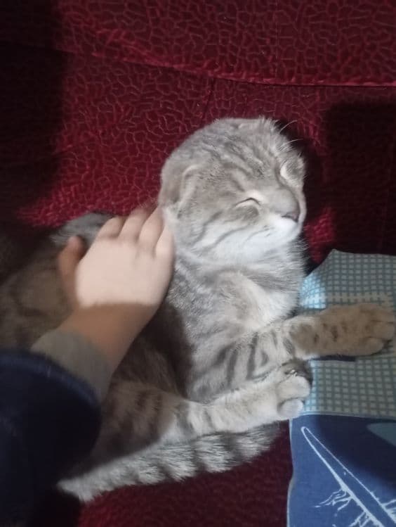 Mushuk bolasi sal kotaro srochniga sotladi — 2