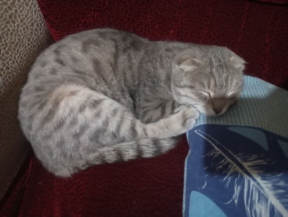 Mushuk bolasi sal kotaro srochniga sotladi — 3