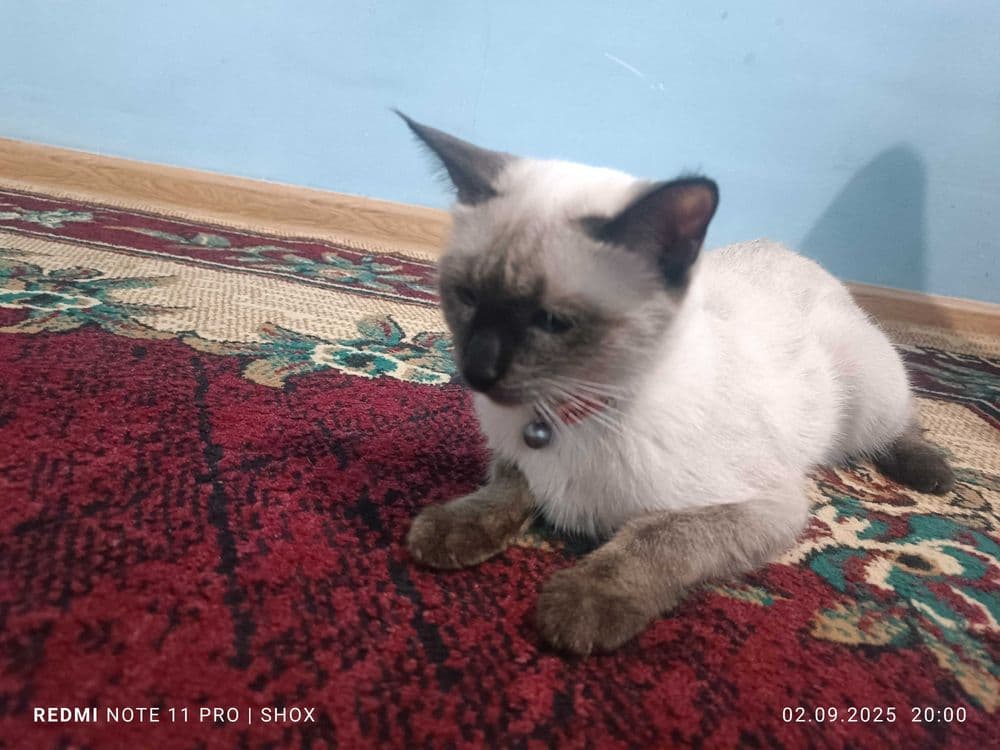 Mushuk 100% sog'lom — 4