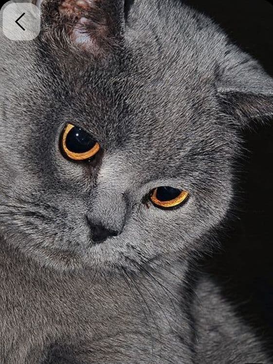 British male cat — 2