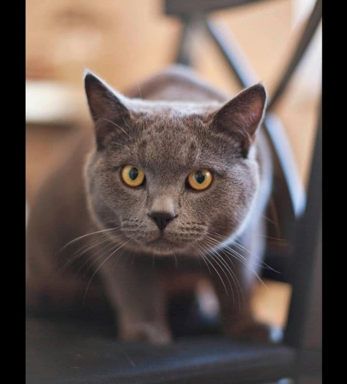 British male cat — 3