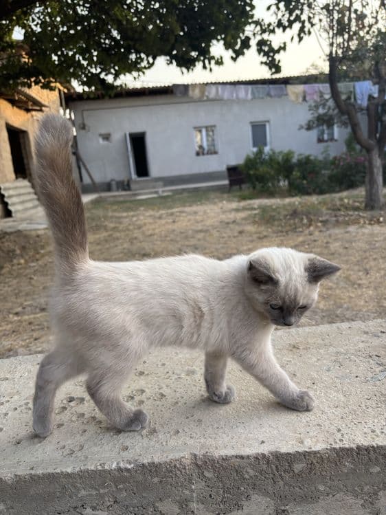 siyamski mushuk bolasi — 5