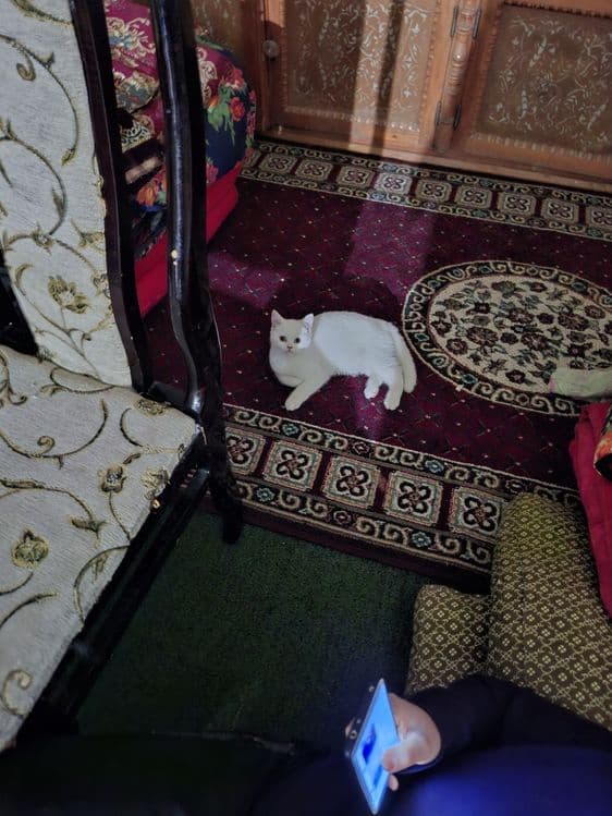 Скотиш Страйт, котёнок 6 месяцев — 2