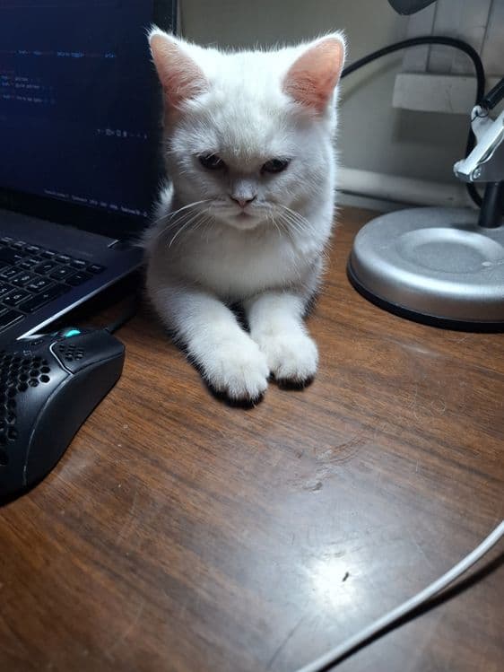 Скотиш Страйт, котёнок 6 месяцев — 3
