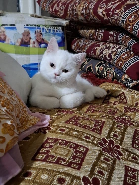 Скотиш Страйт, котёнок 6 месяцев — 4