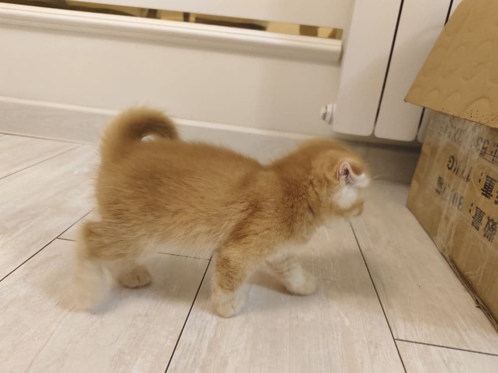Продаётся чистокровные британцы. — 3
