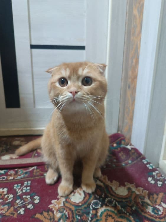 Продаётся Скотиш Фолд — 1