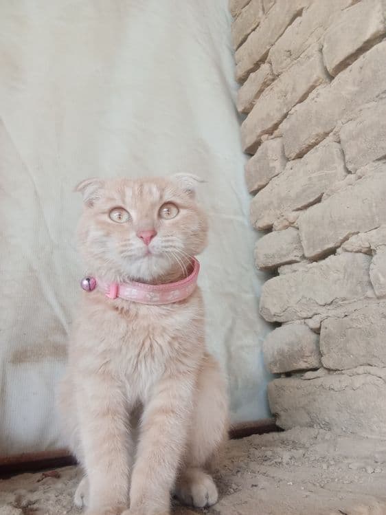Scottish fold cat — 2
