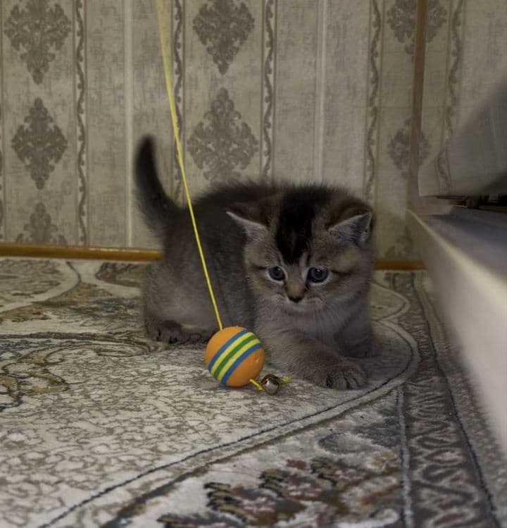 Shinshilla britan toza nasl arzon — 2