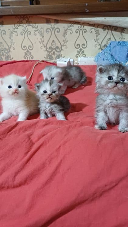 Шотландский страйд — 3