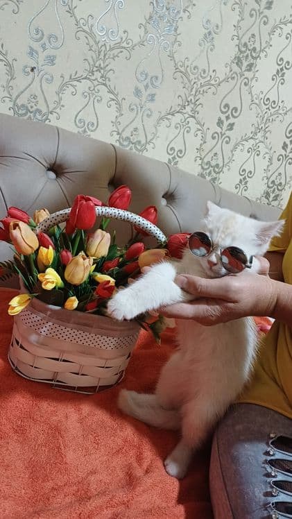 Шотландский страйд — 6