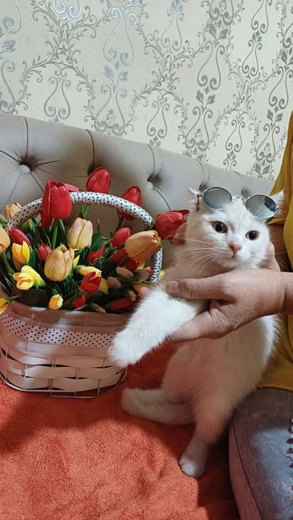 Шотландский страйд — 7