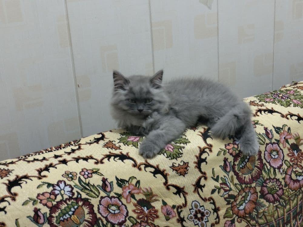 Длинношерстная скотиш страйт девочка продается — 3