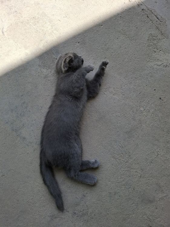 Scottish Fold Mushuk Sotiladi — 2