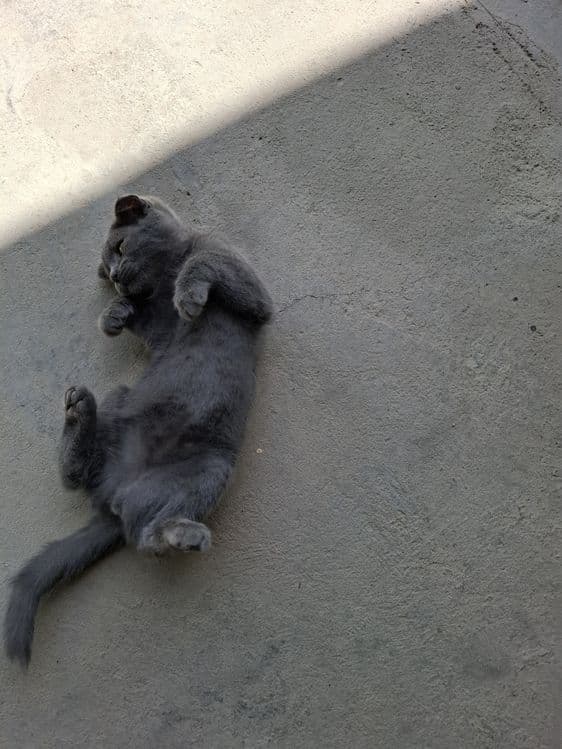 Scottish Fold Mushuk Sotiladi — 3