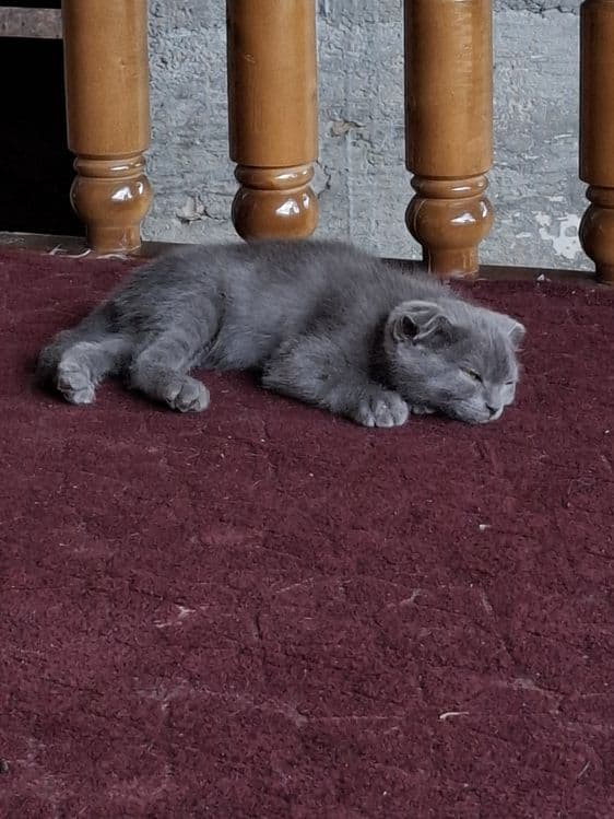 Scottish Fold Mushuk Sotiladi — 4
