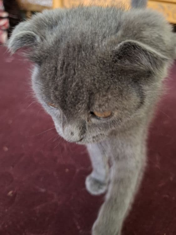Scottish Fold Mushuk Sotiladi — 5