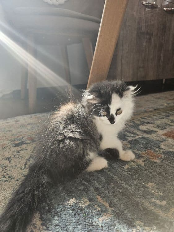 Продаётся котёнок — 2