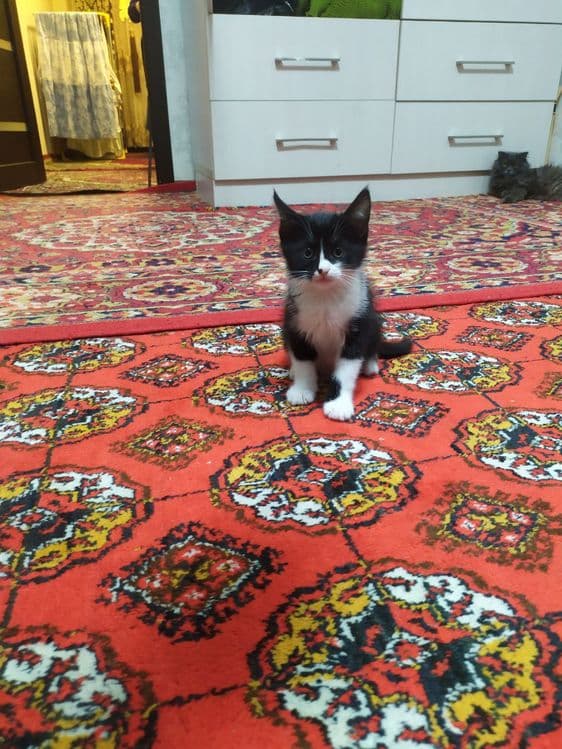 Прадаёться котята Мраморний табби — 2