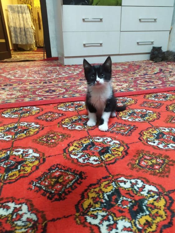Прадаёться котята Мраморний табби — 3