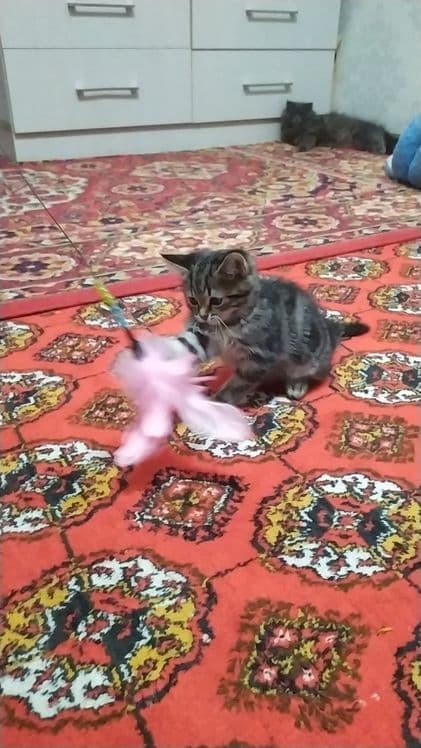 Прадаёться котята Мраморний табби — 4