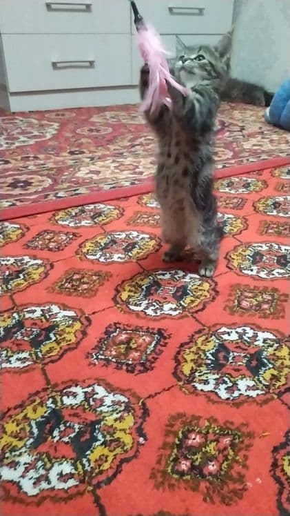 Прадаёться котята Мраморний табби — 5