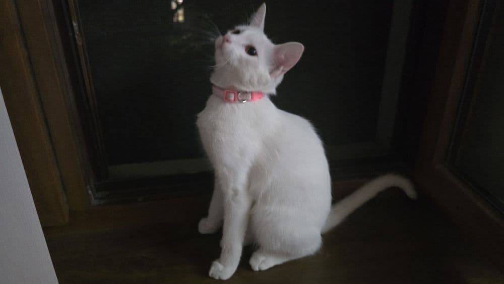 Кошке 5 месяцов ,день рождение 4 апреля — 2