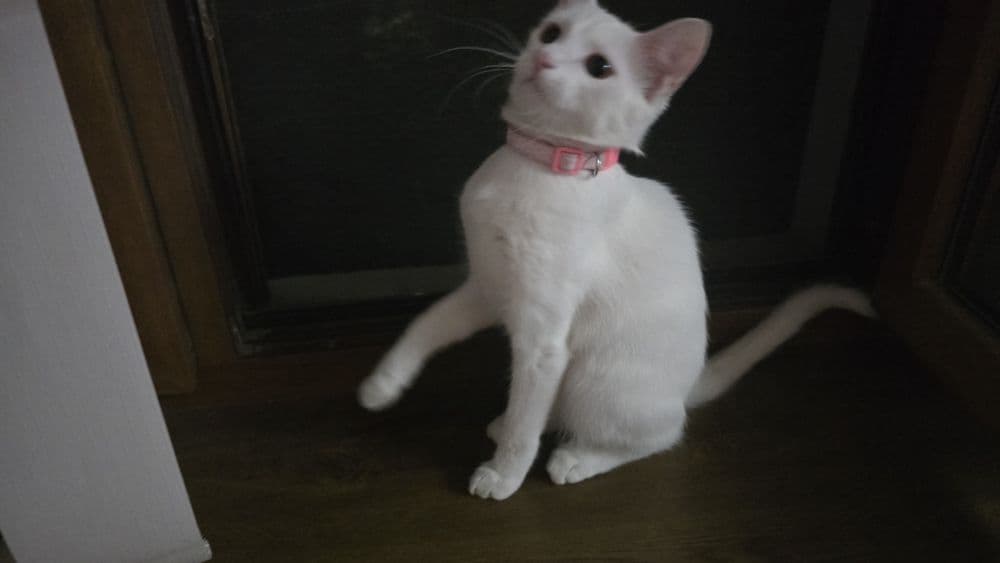 Кошке 5 месяцов ,день рождение 4 апреля — 3