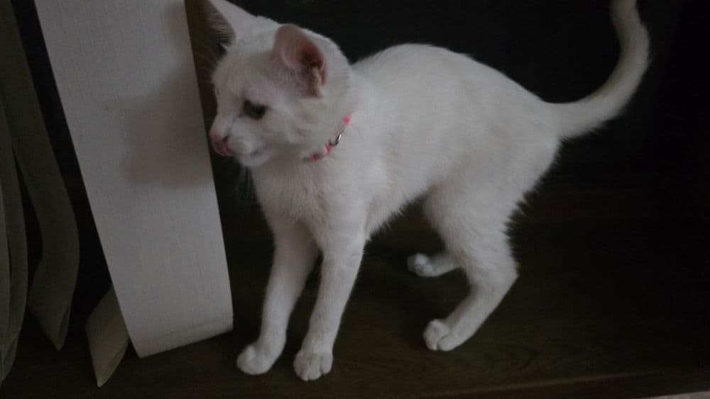 Кошке 5 месяцов ,день рождение 4 апреля — 5