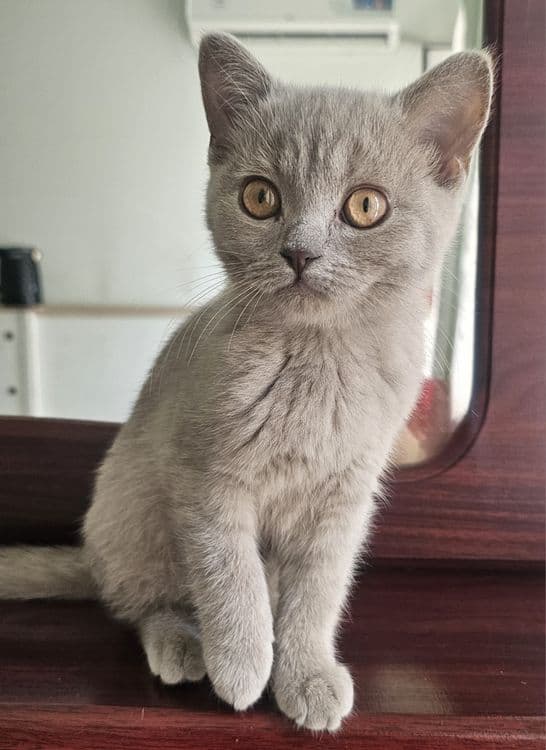 Скоттиш Страйт тоза кон — 2