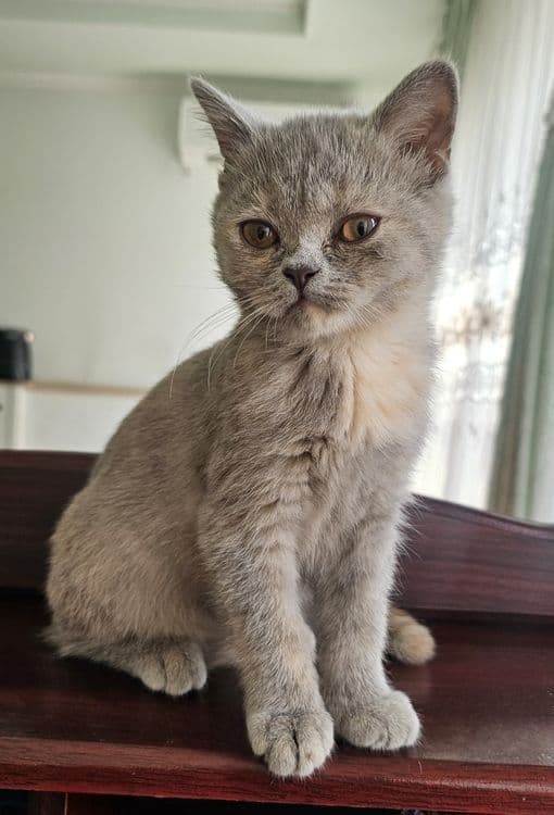 Скоттиш Страйт тоза кон — 3