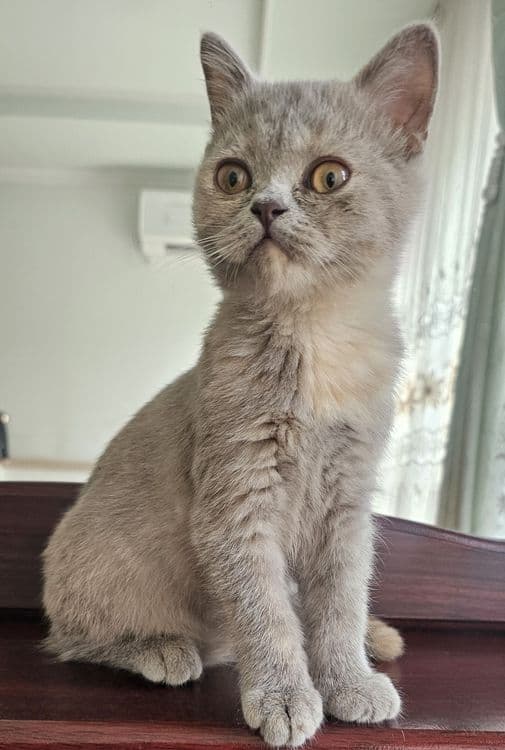 Скоттиш Страйт тоза кон — 4