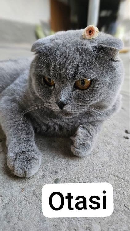 Скоттиш Страйт тоза кон — 5