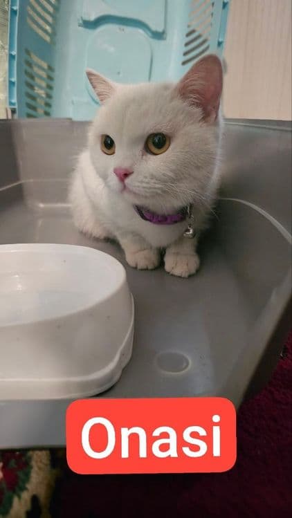 Скоттиш Страйт тоза кон — 6